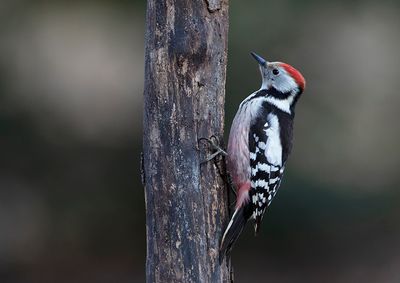 Middle Spotted Woodpecker