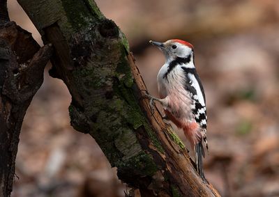 Middle Spotted Woodpecker