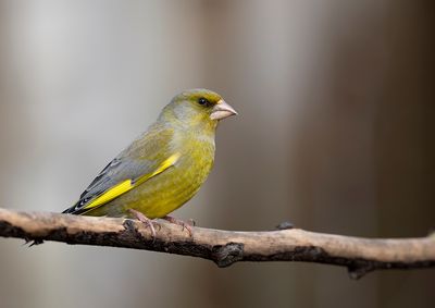 Greenfinch