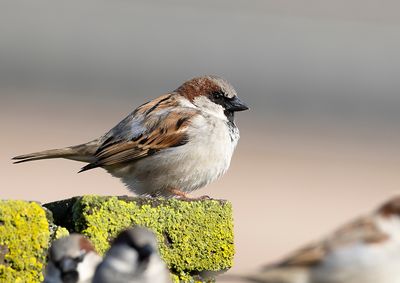 House Sparrow