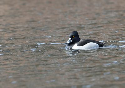 Ring-necked Duck