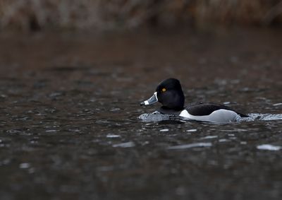 Ring-necked Duck