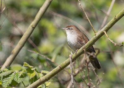 Cetti's Warbler