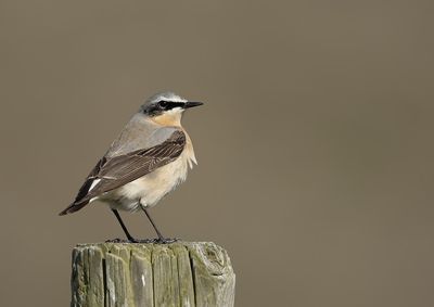 Northern Wheatear