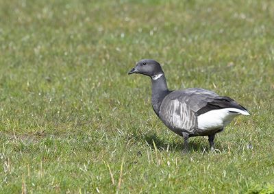 Brent Goose