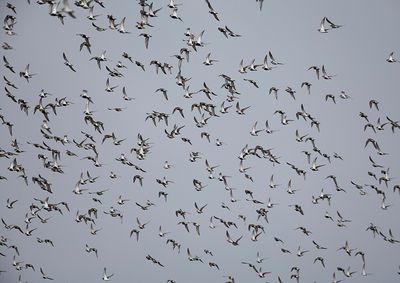 European Golden Plover