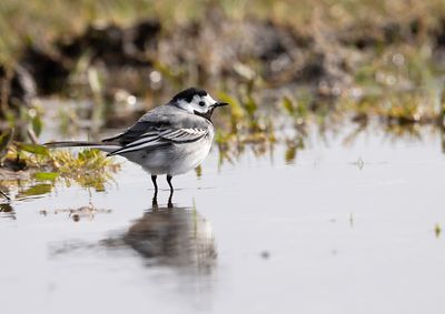 Pied Wagtail