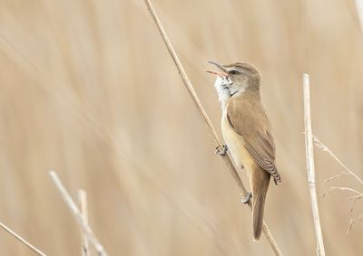 Great Reed Warbler