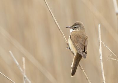 Great Reed Warbler