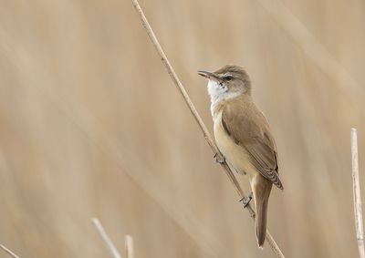 Great Reed Warbler