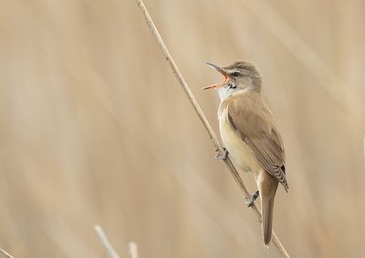 Great Reed Warbler