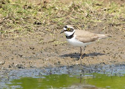 Little Ringed Plover