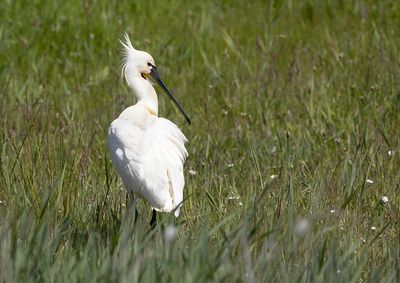 Eurasian Spoonbill
