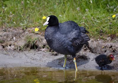 Common Coot