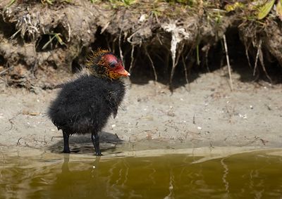 Common Coot