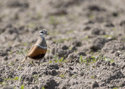 Dotterel