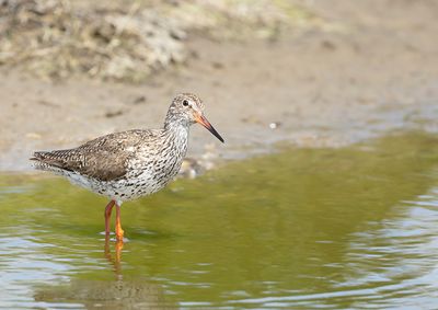 Common Redshank