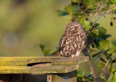Little Owl