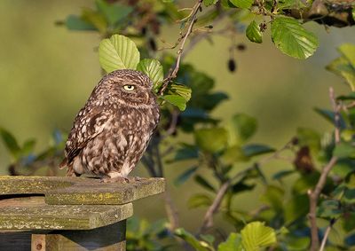 Little Owl
