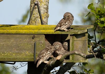 Little Owl