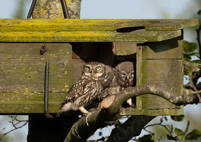 Little Owl