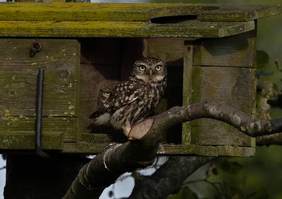 Little Owl