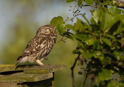 Little Owl