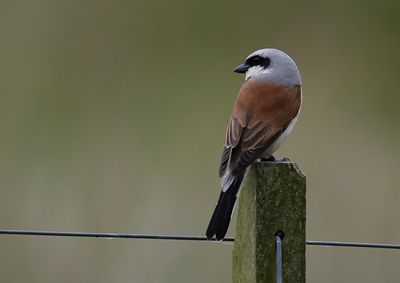 Red-backed Shrike