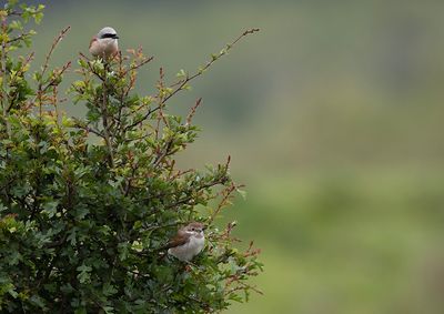 Red-backed Shrike