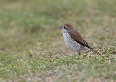 Red-backed Shrike