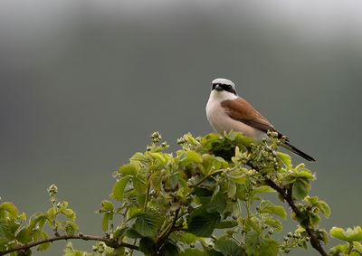Red-backed Shrike