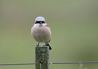 Red-backed Shrike