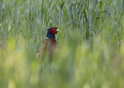 Common Pheasant