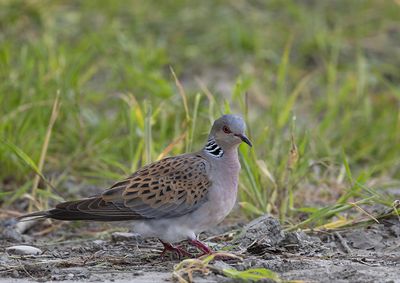 Turtle Dove
