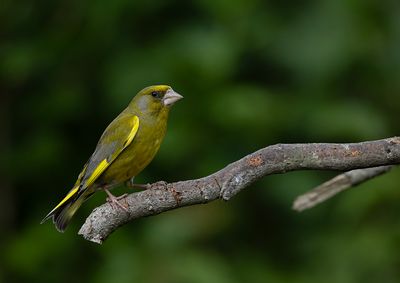 Greenfinch