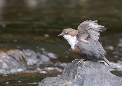 Dipper