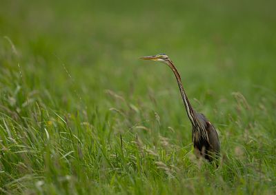 Purple Heron