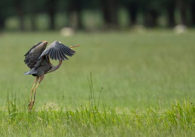 Purple Heron