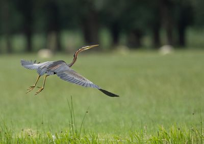 Purple Heron