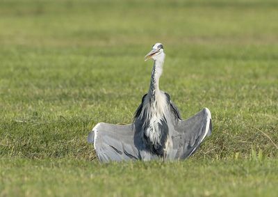 Grey Heron