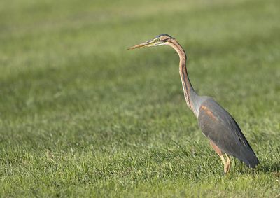Purple Heron