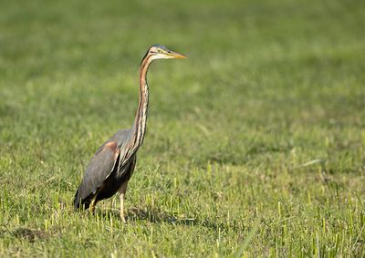 Purple Heron