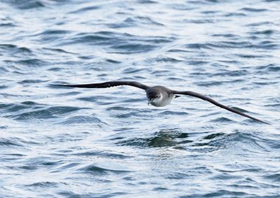 Manx Shearwater