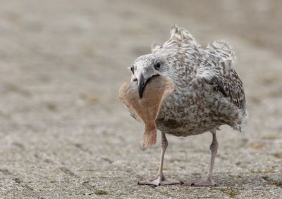 Herring Gull