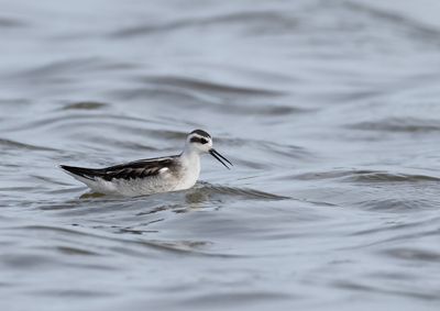 Red-necked Phalarope