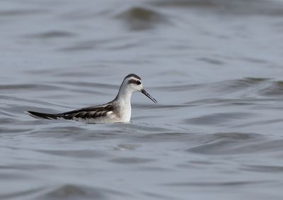 Red-necked Phalarope