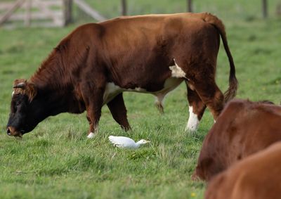 Cattle Egret