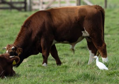 Cattle Egret