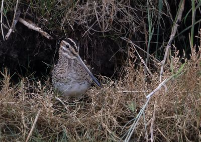Common Snipe
