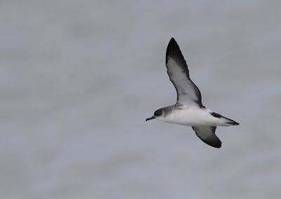 Manx Shearwater